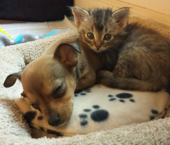 Chip the puppy and Adele the kitten have become fast friends at their foster home.