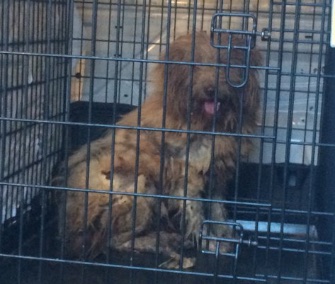 Reported missing more than a year ago, Cookie was rescued from a Maryland storm drain.
