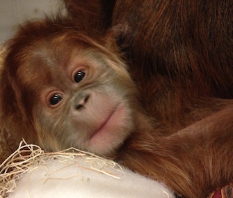 A critically endangered Sumatran orangutan was born at the Saint Louis Zoo last month.