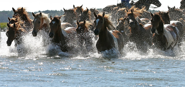 Chincoteague Ponies