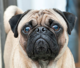 pug hair loss