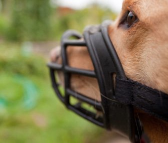 Dog wearing muzzle