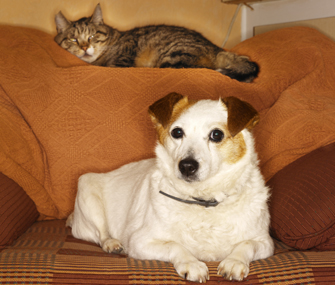 Dog and cat on a chair