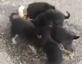 Puppies pile on kitten