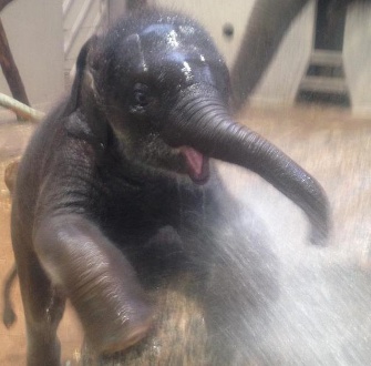 baby elephant bath