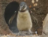 Coney Island black-footed penguin