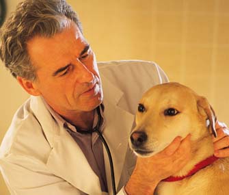Vet Smelling Dog