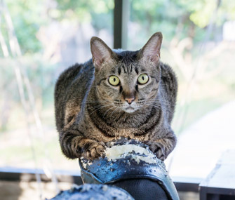 cat loves scratching post