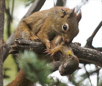 Red squirrel moms help their babies grow faster.