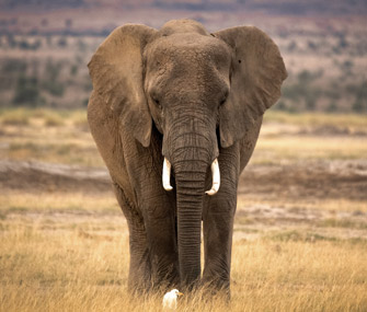 African Elephant