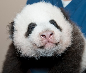 The National Zoo is asking for the public's vote to name its 2-month-old panda cub.