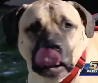 Tierney, a 6-year-old Mastiff, was tracked down in Ohio after being missing for 9 months.
