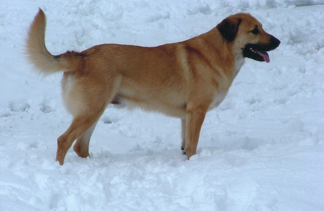 Chinook