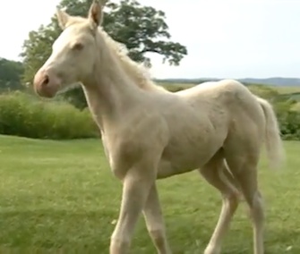Dr. John Tracey carried this filly to safety after she was found in a gully.