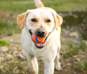 Dog with ball in his mouth