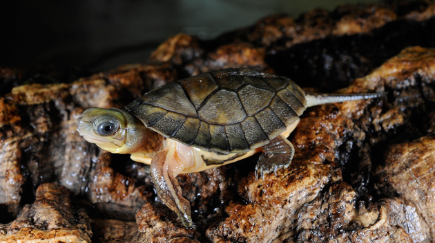 box turtle