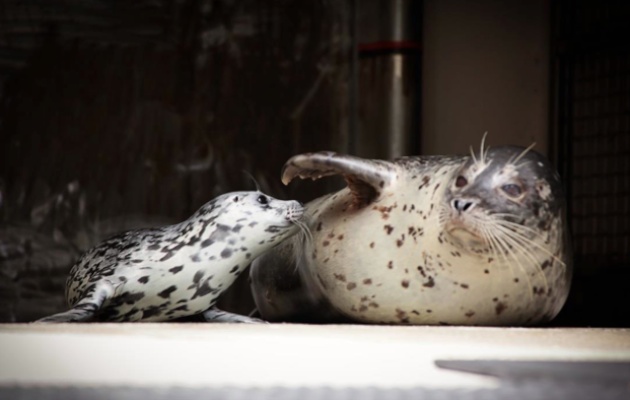 Harbor seal baby boom at Washington Zoo