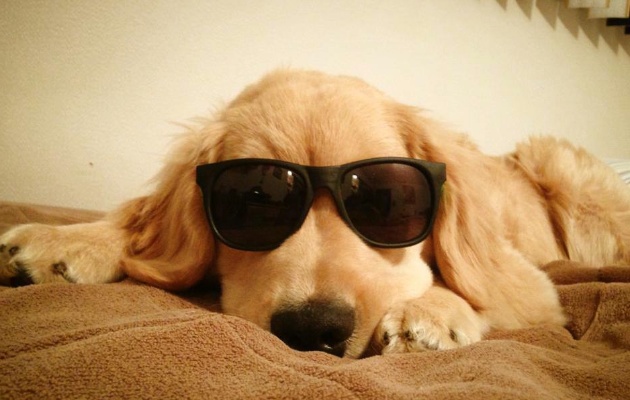 "Do you wike my new Way Bands?!" the pup posted with this photo on Facebook.