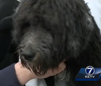 Sparky's owner pulled him from an icy lake, and he helped two men save her after she fell in.