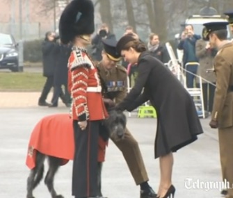 Duchess Kate tries to pin a sprig of shamrock on Irish Guards mascot Domhnall.