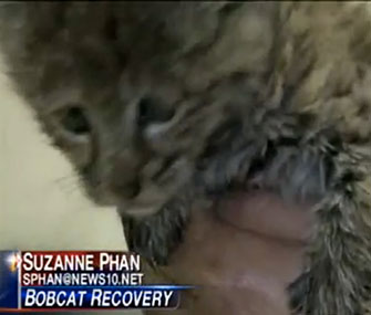 Chips, a bobcat kitten, is recovering at the Lake Tahoe Wildlife Center.