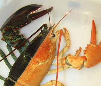 A rare orange and black colored lobster.