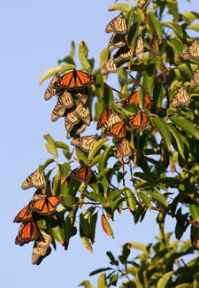 Monarch Butterflies Resting in a Tree
