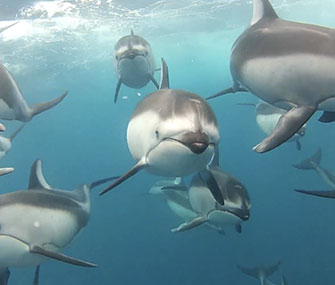 A new video captures up-close footage of dolphins swimming underwater.