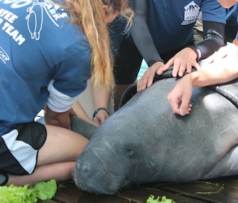Seven rehabbed manatees are being returned to Florida waters.