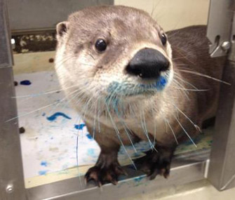 Zhoosh the otter