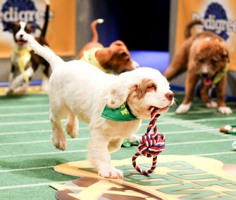 Animal Planet Puppy Bowl XI