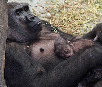 Brookfield Zoo western lowland gorilla baby Zachary