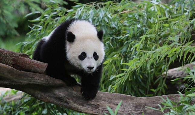 Bao Bao the panda at the National Zoo