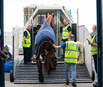 Olympic horses flown to Rio