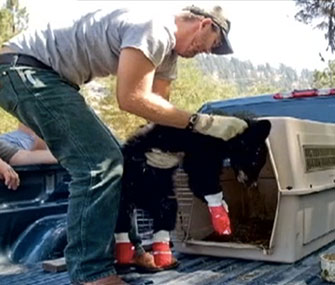 A baby black bear is healing after suffering burns from an Idaho wildfire.