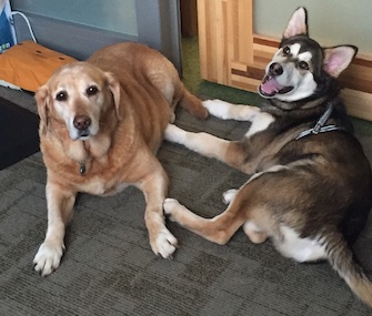 Working hard! Two dogs relax on an office floor at the Amazon campus in Seattle.