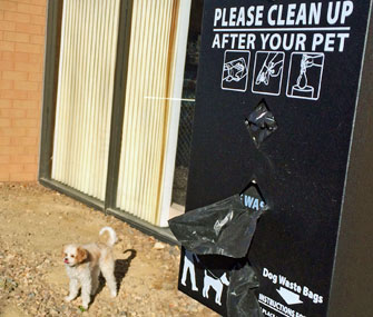 Dog using pet-friendly space at UNC