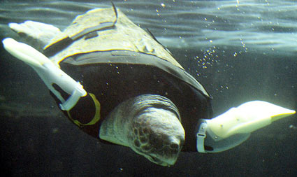 When Yu the Turtle