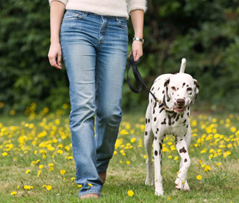 Walking Dalmatian on leash