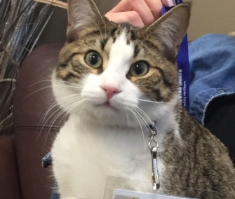 Meow Meow got her own name tag while she stayed in Canadian North's office.