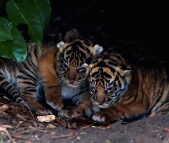 Two of the three Sumatran tiger cubs born at the Chester Zoo on Jan. 2 cuddle together.
