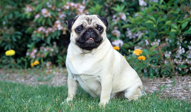 pug spot treatment pug breed information pug spot treatment pug breed information