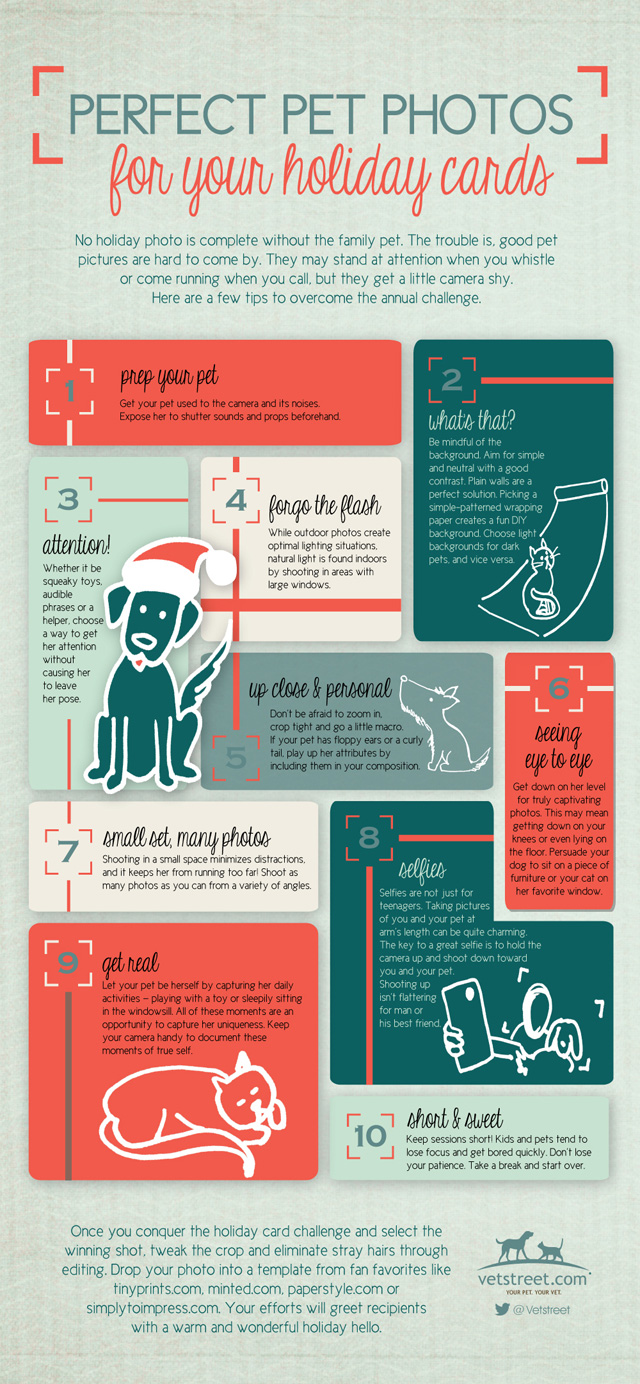Taking Holiday Pet Photos Infographic