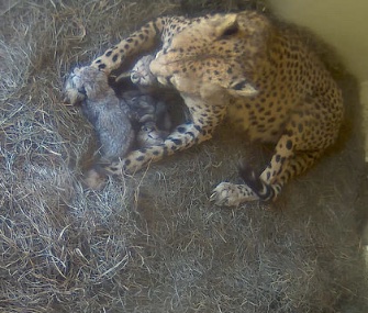 Three cheetah cubs have been snuggling with mom Sanurra in their nest box at the Smithsonian Biology Conservation Institute in Virginia.
