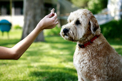 Woman using clicker in front of dog