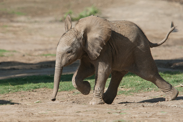 San Diego Elephant Calf