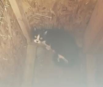 Construction workers cut into a newly built pillar to save a trapped cat.
