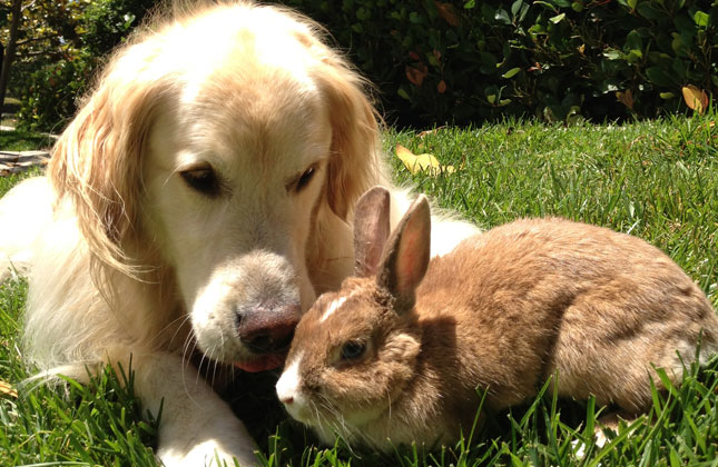 Golden Retriever With Rabbit