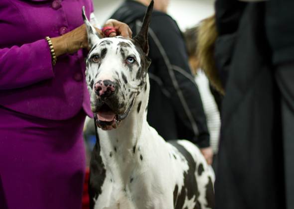great dane dog show 2018