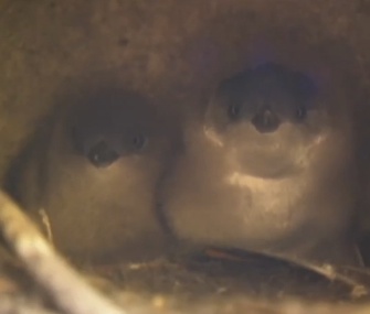 Researchers are closely monitoring the progress of fairy penguin chicks in Tasmania.